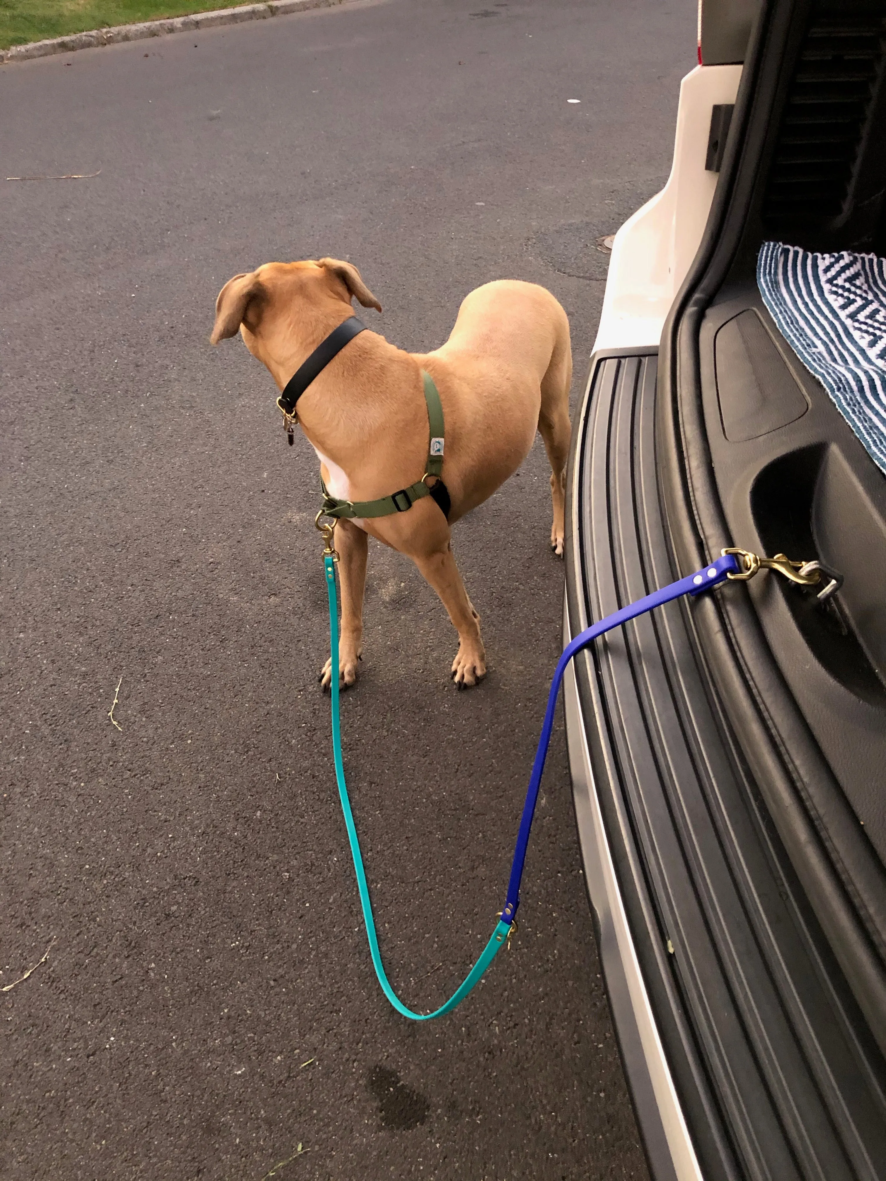 Multi-Way Waterproof Leash: Neon Yellow   Black   Black