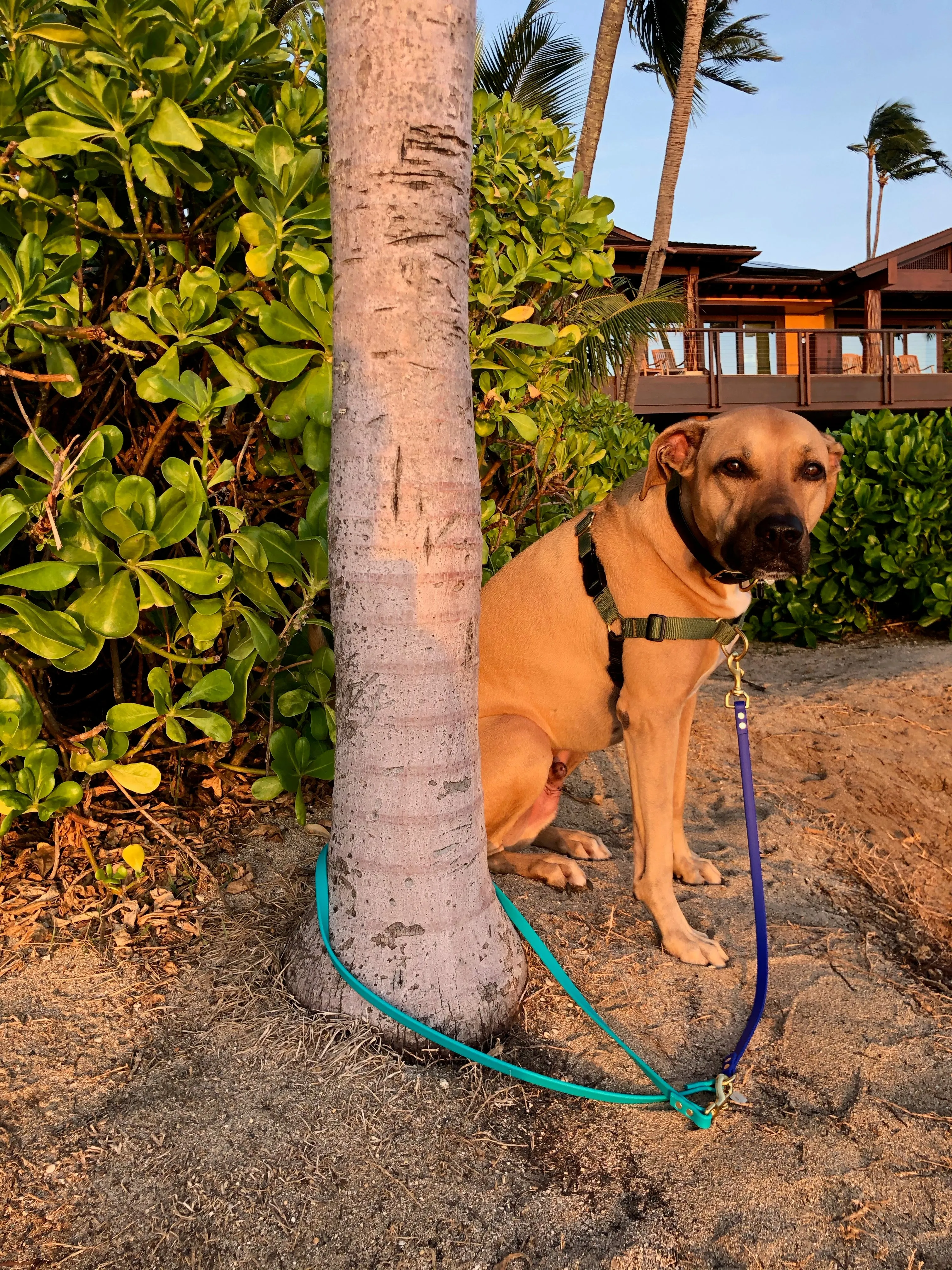 Multi-Way Waterproof Leash: Neon Yellow   Black   Black