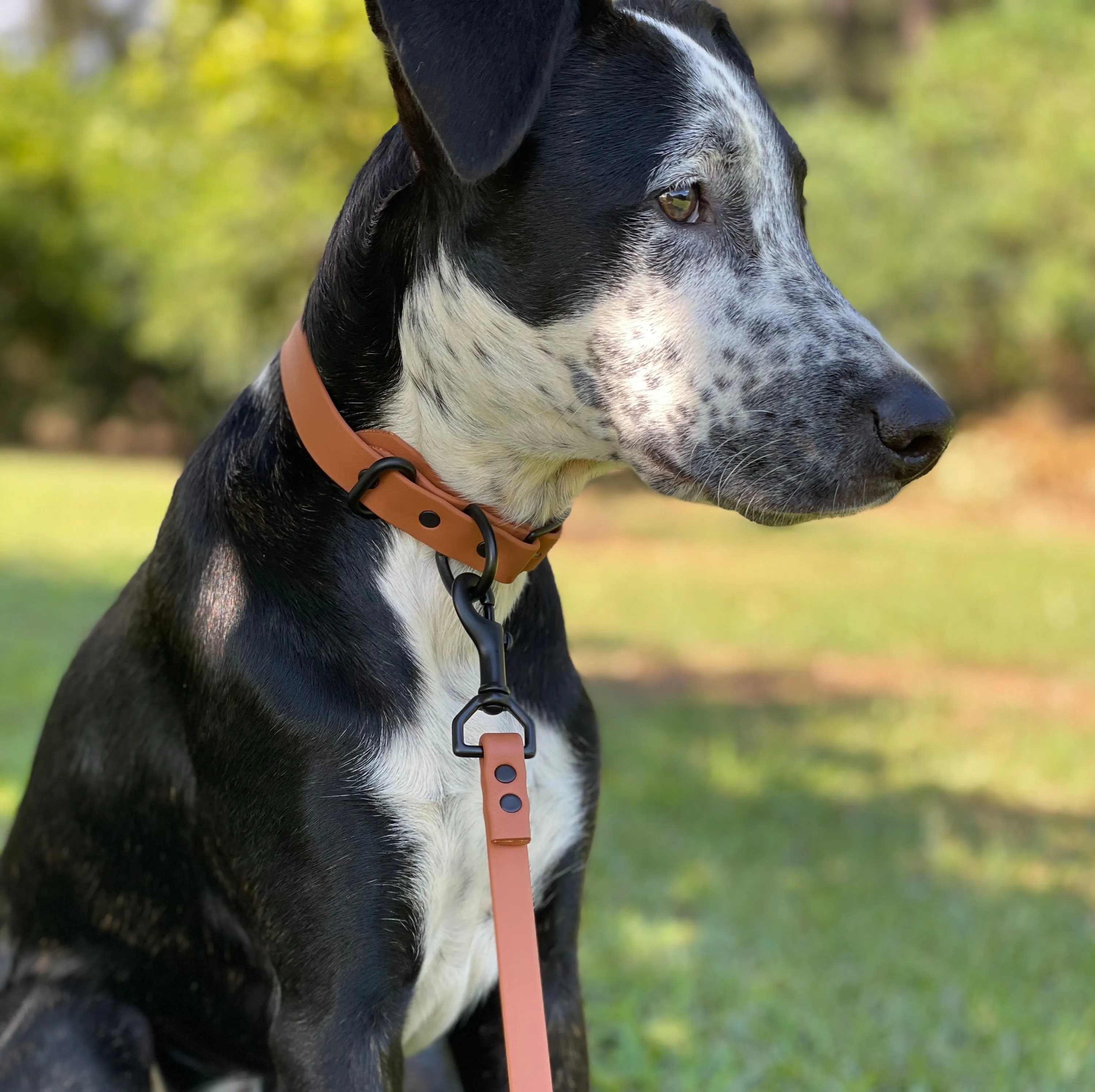 Waterproof Buckle Collar : Mocha   Black