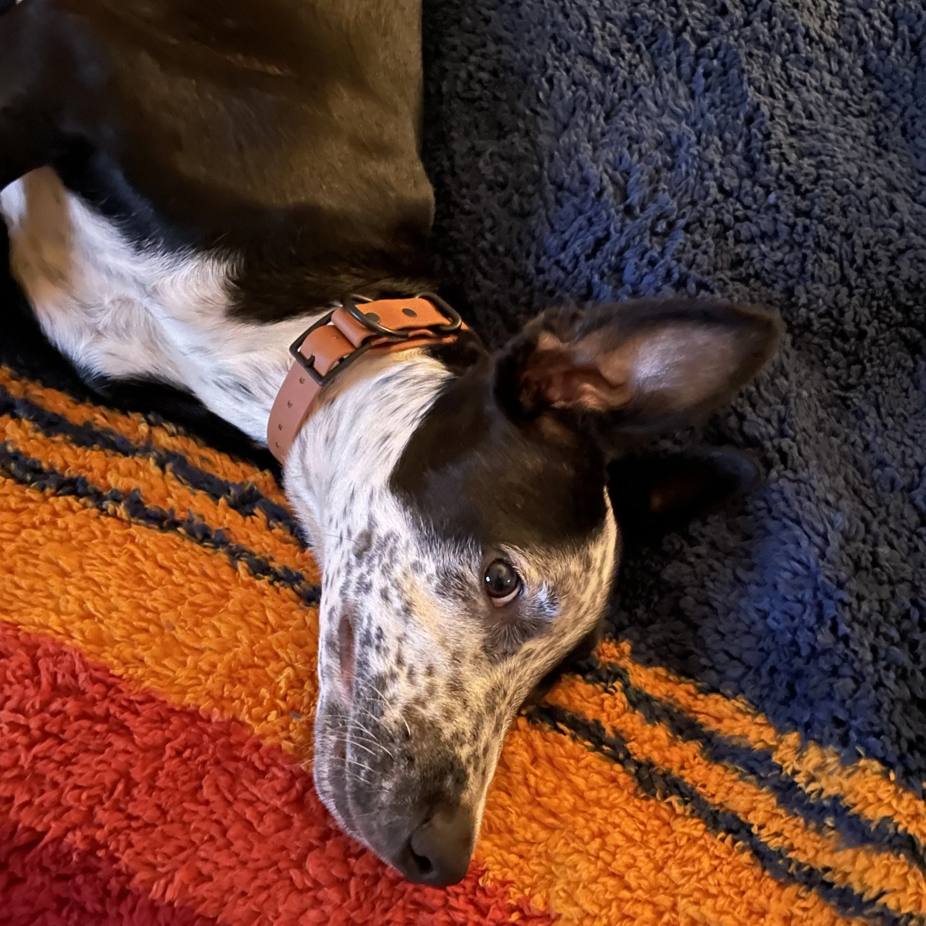 Waterproof Buckle Collar : Mocha   Black