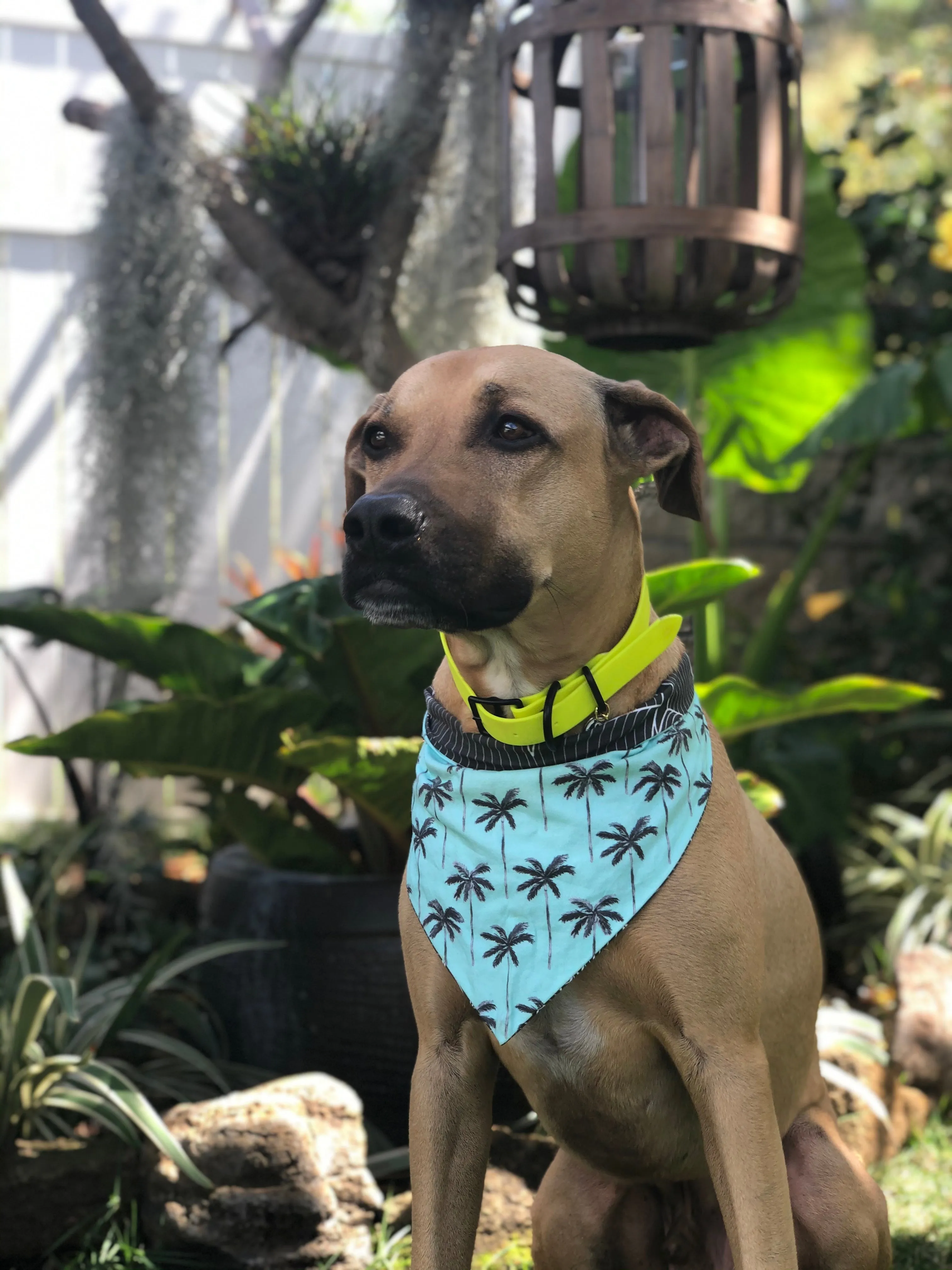 Waterproof Buckle Collar : Neon Yellow   Black